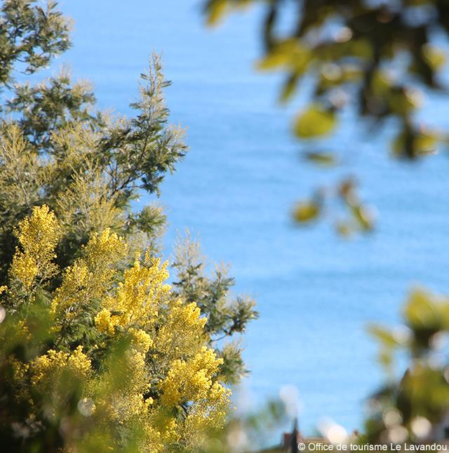 Il giardino del Mediterraneo - Tenuta del Rayol